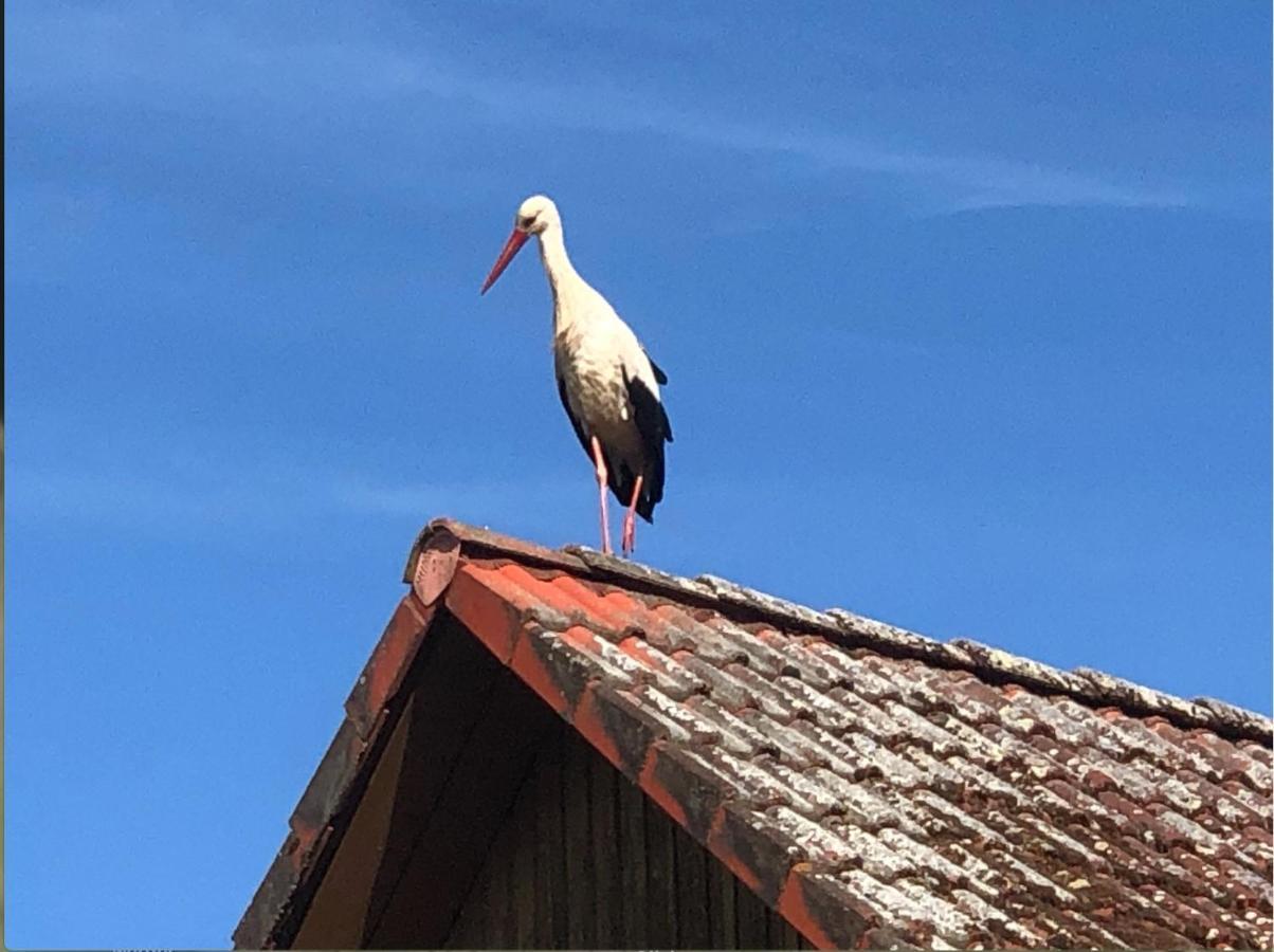 Hotel Kuckunniwi Tipidorf Tauche Zewnętrze zdjęcie